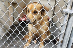 Lost dog, stray picked up by animal control. Has since been adopted