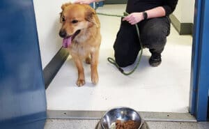 Lost dog, one of many rescued by animal control after living on its own for months. May have been abandoned, dumped, or lost and unclaimed. Has since been adopted