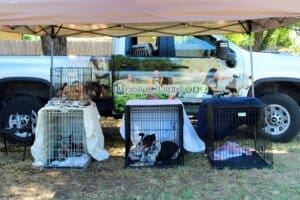 Sanctuary One dogs in crates at Red Dog Pet Supply Puppy Pool and Adoption Event