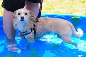 Puppy pool party, small wired haired dog in pool
