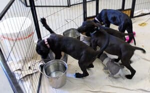 Abandoned puppies on the following Friday Aug 25