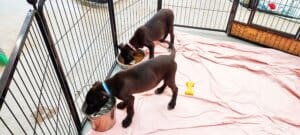 Abandoned puppies on the following Monday Aug 28