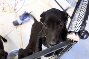 Abandoned puppies on the following Friday Aug 25
