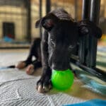 Puppy with green ball, photo Erika O'Malley