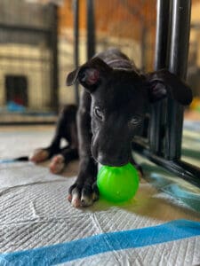 Puppy with green ball, photo Erika O'Malley