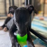 Puppy with green ball, photo Erika O'Malley