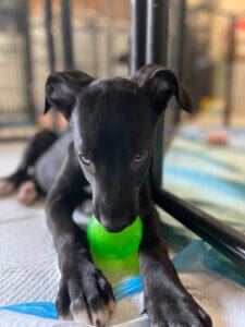 Puppy with green ball, photo Erika O'Malley