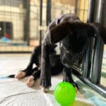 Puppy with green ball, photo Erika O'Malley