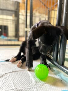 Puppy with green ball, photo Erika O'Malley