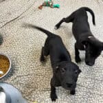 Abandoned puppies, photo Erika O'Malley
