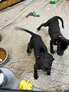 Abandoned puppies, photo Erika O'Malley