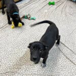 Abandoned puppies, photo Erika O'Malley