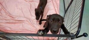 Abandoned puppies on the following Monday Aug 28