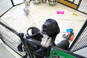 Abandoned puppies on the following Friday Aug 25