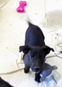 Abandoned puppies on the following Friday Aug 25