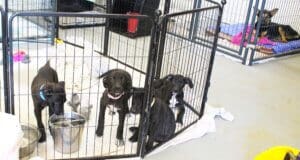 Abandoned puppies on the following Friday Aug 25