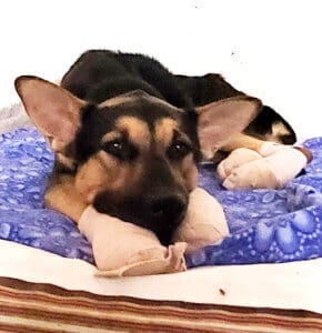 Dying dog, Noble on bed with bandaged feet after first vet visit front shot