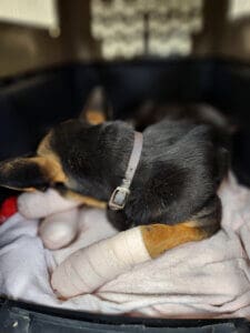 Dying dog, Noble on bed with bandaged feet after first vet visit