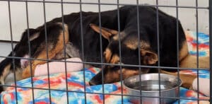 Dying dog, Noble resting in crate after first vet visit