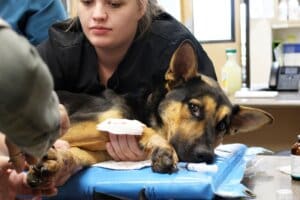 Noble looking at camera as his feet are worked on