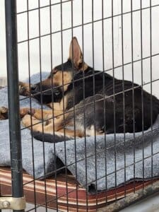 Dying dog, Noble getting much needed rest after intake