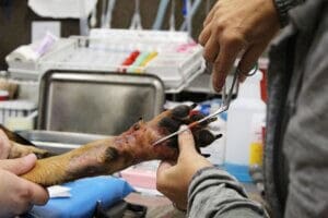 Close up of forcep going in from paw above pads