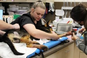 Dying dog, another vet inserting forcep into front paw
