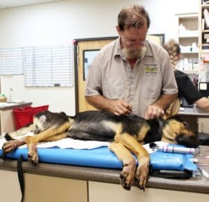 Dying dog, Noble, Full shot of emaciated frame lying on table, John standing behind cropped
