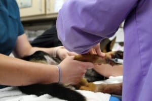 Noble, vet flushing wounds with Saline and it's comin out other holes in the foot