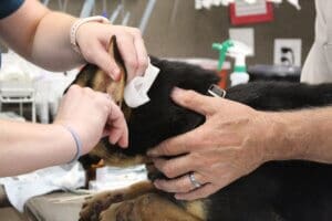 Noble, CVT cleaning left ear