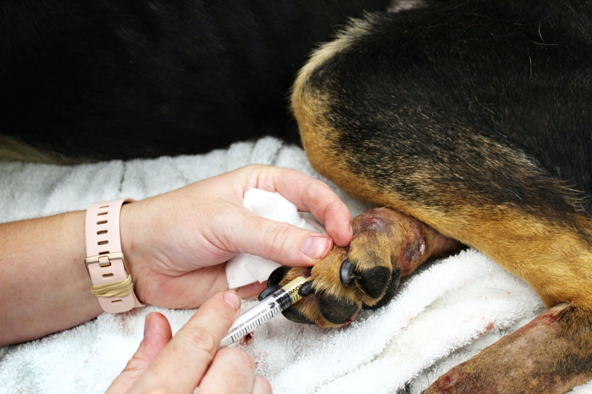 Noble_injecting antibiotic anti microbial in each paw wound 3 Rescue