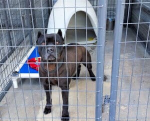 New family, Onyx looking out from behind his kennel fencing at Adoption center