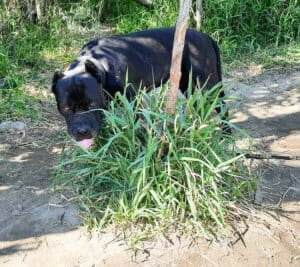 Onyx exploring Greenhorn Park
