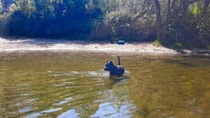 Onyx wading into lake at Greenhorn Park