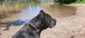 Onyx at Greenhorn Park