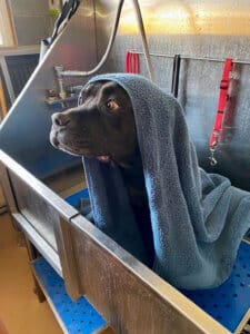 New family, Onyx in Tub getting ready for his special day
