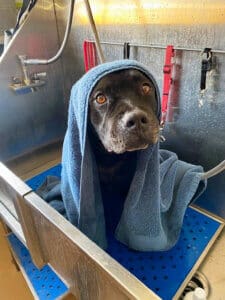 New family, Onyx in Tub getting ready for his special day