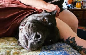 New family, CU Onyx face, relaxing on bed