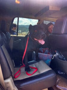 New Family, Onyx waiting in car ready to go home