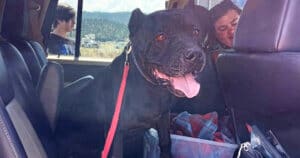New Family, Onyx waiting in car ready to go home