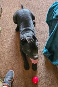 New family, Onyx lying on carpet with his ball