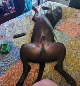 New family, Onyx spralled on his back on bed