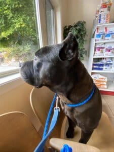 greatly improved Onyx looking out window in the vet's waiting room