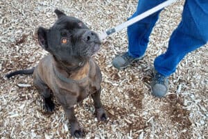 Onyx hoping for a goodie