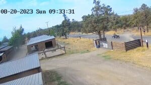 Abandoned puppies, ATV and trailer drive away down the road