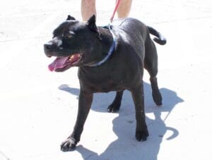 Right home, Onyx eager to say hello to friends CU Full