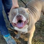 Heavy Metal, Rescue Boarder, American Bully