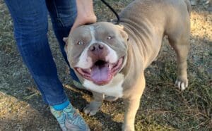 Heavy Metal, Rescue Boarder, American Bully