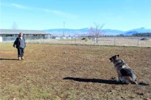 Java_demonstrating sit_ stay and come at _Socialization_Class_1