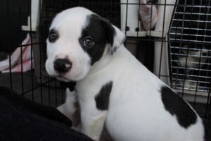 Pit Bull Awareness Month_Pittie pup transported to Redding to meet adopters